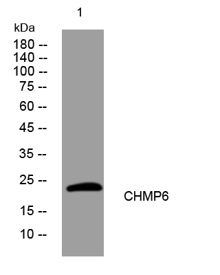 CHMP6 rabbit pAb