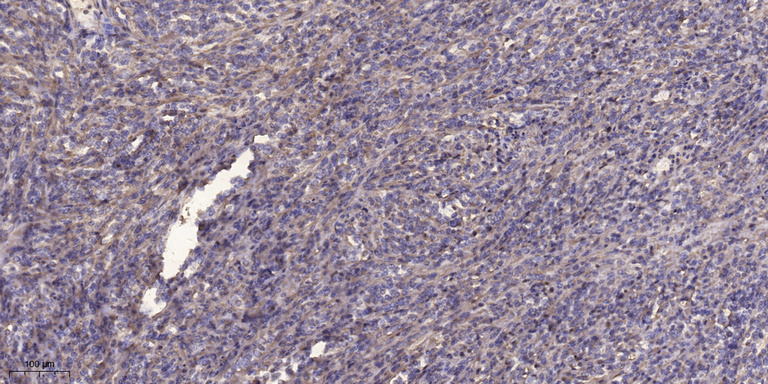 β-Tubulin Monoclonal Antibody(5G3), AbFluor 594 Conjugated