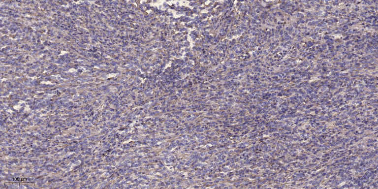 β-Tubulin Monoclonal Antibody(5G3), Cy3 Conjugated