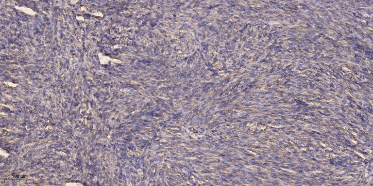 α-tubulin Monoclonal Antibody(8F11), AbFluor 405 Conjugated