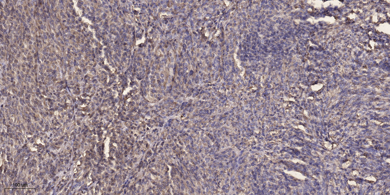α-tubulin Monoclonal Antibody(8F11), Cy5 Conjugated
