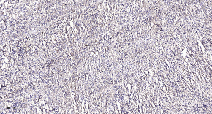SEC61B Polyclonal Antibody