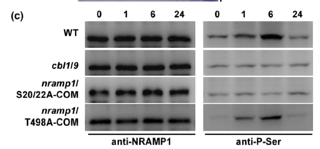 Phosphoserine Monoclonal Antibody(5B12)