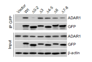 GFP-Tag Monoclonal Antibody(Mix)