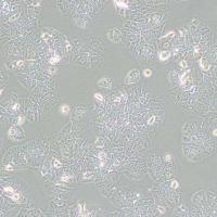 NCI-H1437 人肺癌细胞