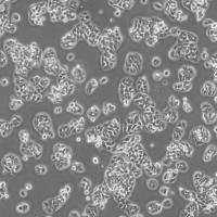 THP-1 人单核细胞白血病