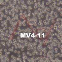 MV-4-11 人急性单核细胞白血病细胞