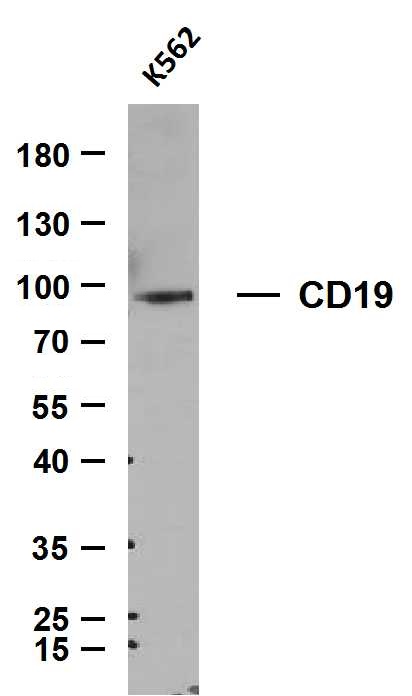 CD19 (PTR2046) mouse mAb
