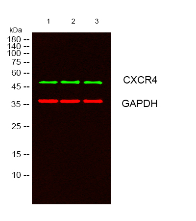 CXCR4 Polyclonal Antibody