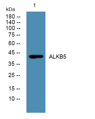 ALKBH5 Polyclonal Antibody