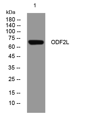 ODF2L rabbit pAb