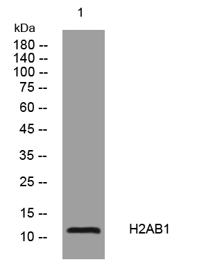 H2AB1 rabbit pAb