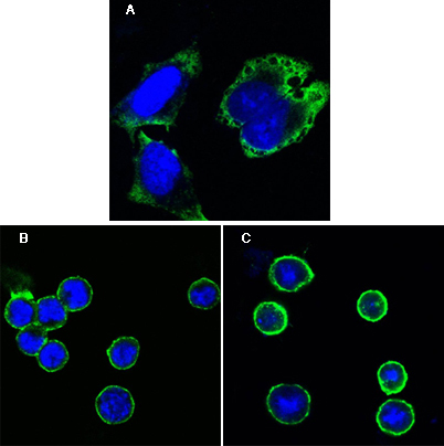 Ribosomal Protein S27 Monoclonal Antibody