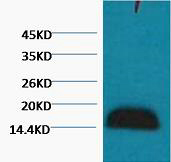 Histone H3 Monoclonal Antibody