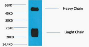 Rabbit IgG (H+L) Monoclonal Antibody(Mix)