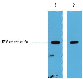 RFP-Tag Polyclonal Antibody