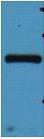 mStrawberry Polyclonal Antibody