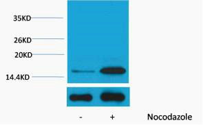 Histone H3 (Phospho Tyr41) Polyclonal Antibody