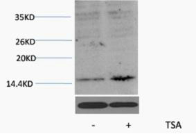 Histone H3 (Acetyl Lys27) Polyclonal Antibody