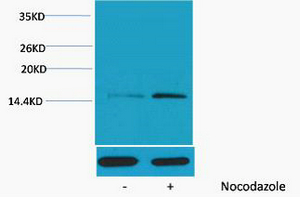 Histone H4 (Phospho Ser1) Polyclonal Antibody