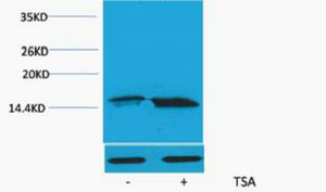Histone H3 (Acetyl Lys56) Polyclonal Antibody