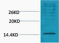 Histone H3 (Di Methyl Lys18) Polyclonal Antibody
