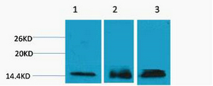Histone H3 (Tri Methyl Lys36) Polyclonal Antibody