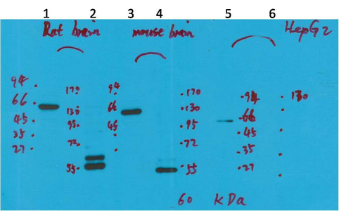 Kv10.2 Polyclonal Antibody