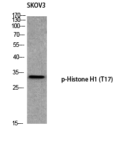 Histone H1 (phospho Thr17) Polyclonal Antibody