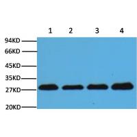 PCNA Monoclonal Antibody12D10