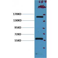 CD45 Monoclonal Antibody(12A9)-111