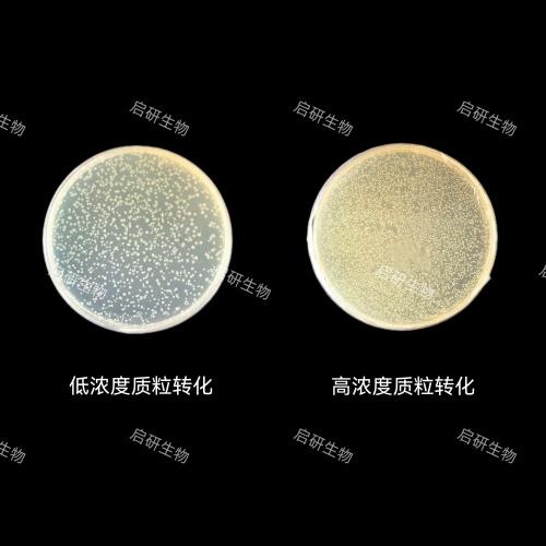 DH5α 感受态细胞 DH5α Chemically Competent Cell