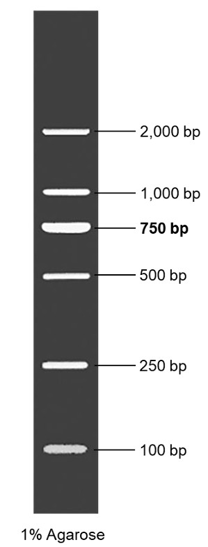 DL2000 Plus DNA marker