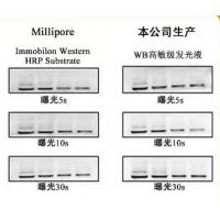Western Blot-ECL高敏发光液