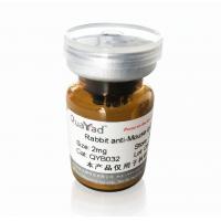 Rabbit  anti-Mouse IgG（Pure  IgG）