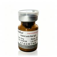 Rabbit  anti-Rat IgG（Pure  IgG）